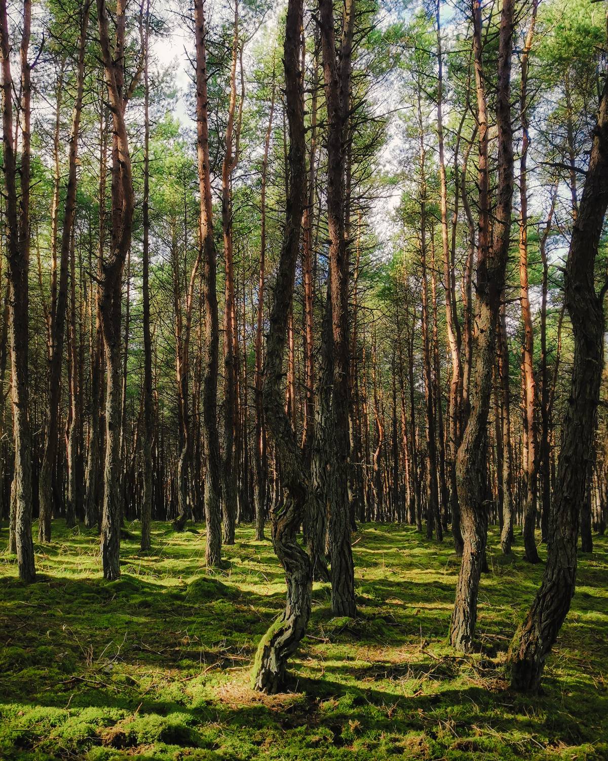 Сосновая роща. Автор: Дьяченко Алёна , Дьяченко Алёна