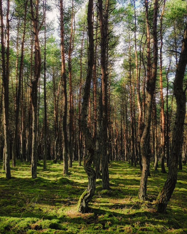 Сосновая рощаphoto preview