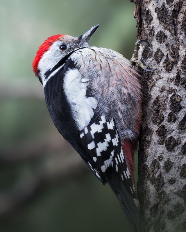 Средний пёстрый дятел (Dendrocopos medius) photo preview