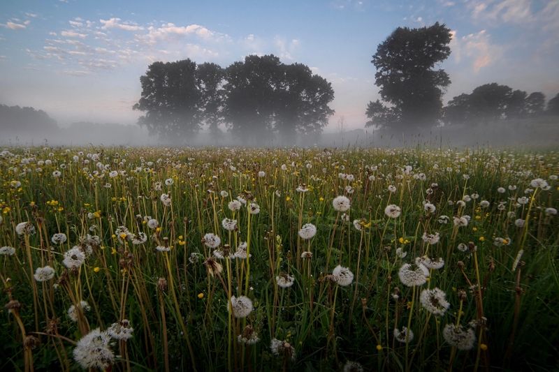 Последние одуванчикиphoto preview