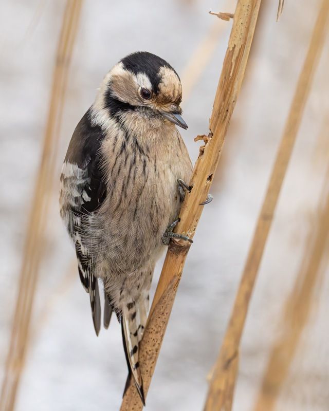 малый пестрый дятел, дятел, птицы Малый пестрый дятелphoto preview