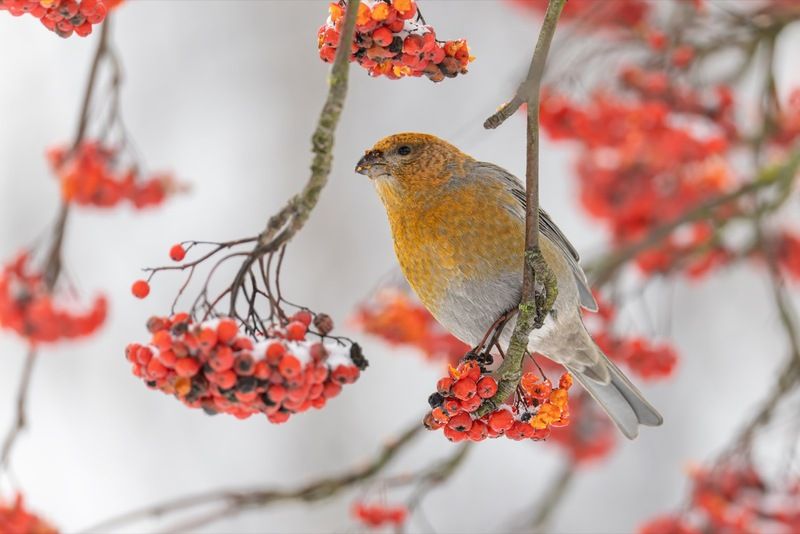 щур, птицы, рябина photo preview