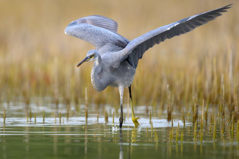 птица, фотоохота, цапля, природа, фауна Целеустремленностьphoto preview