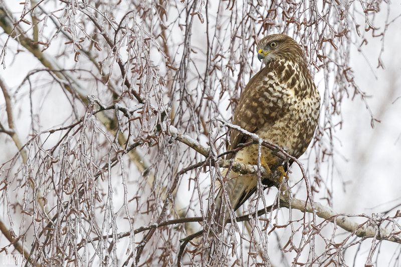 Канюкphoto preview