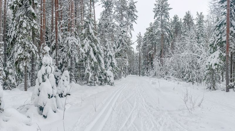 лес, снег, зима, лыжня, сугроб, ель, По зимнему лесу. фото превью