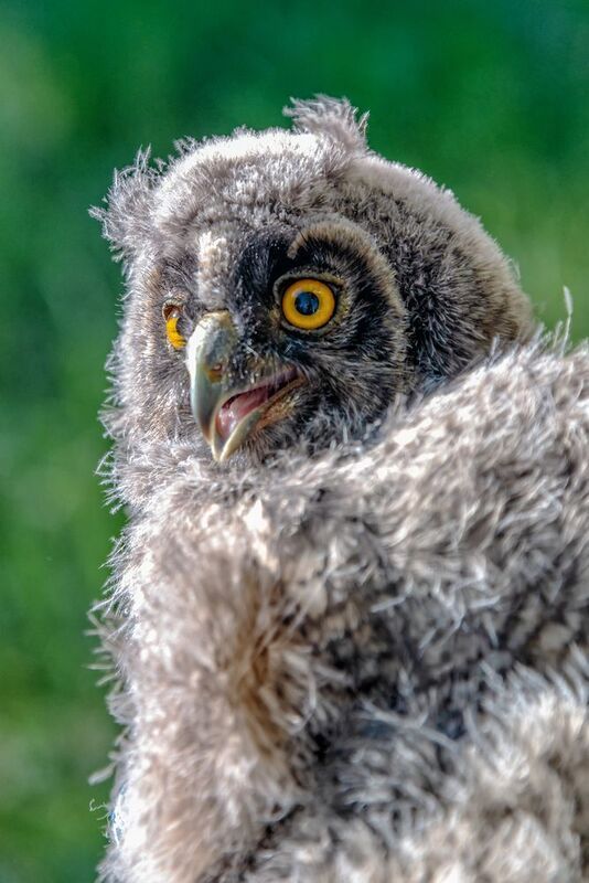 птица, сова Любопытный птахphoto preview