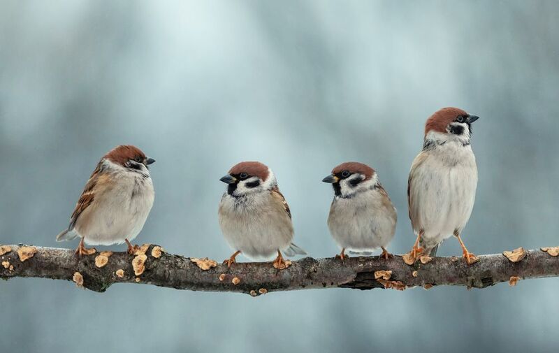 Два налево- два направоphoto preview