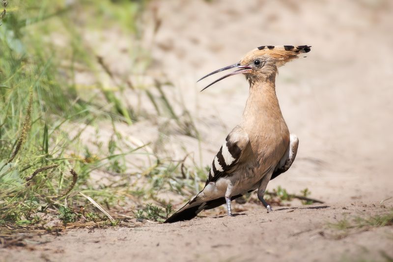 wildlife, birdwatching, nature, bird photography Король проселочных дорог. Удодphoto preview