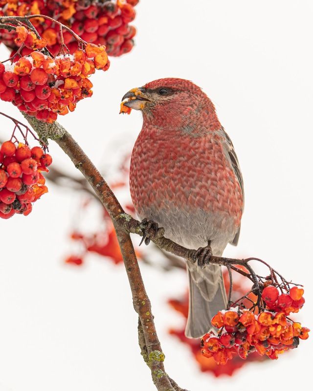 щур, птицы, рябина photo preview