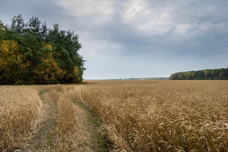 дорогаphoto preview