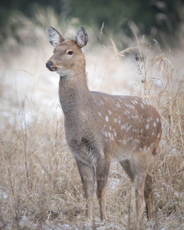 Олень, Пятнистый олень Красавицаphoto preview
