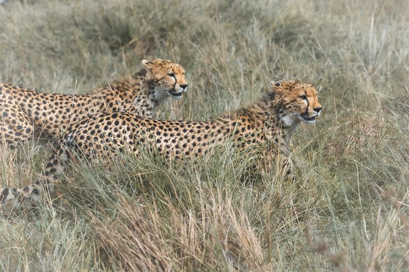 Масаи-Мара, Африка, Кения, Гепард, кошки Гепарды из Мары.photo preview