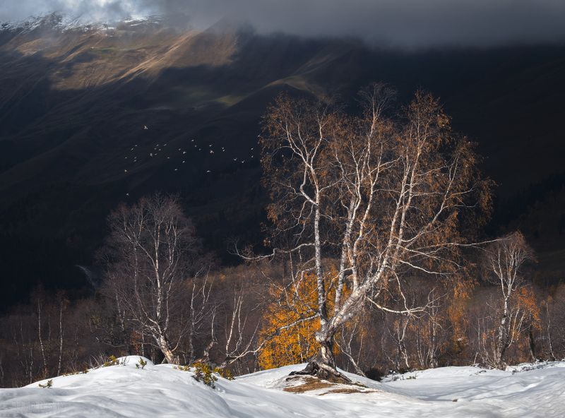 архыз, кавказ, горы, березки Про березкиphoto preview