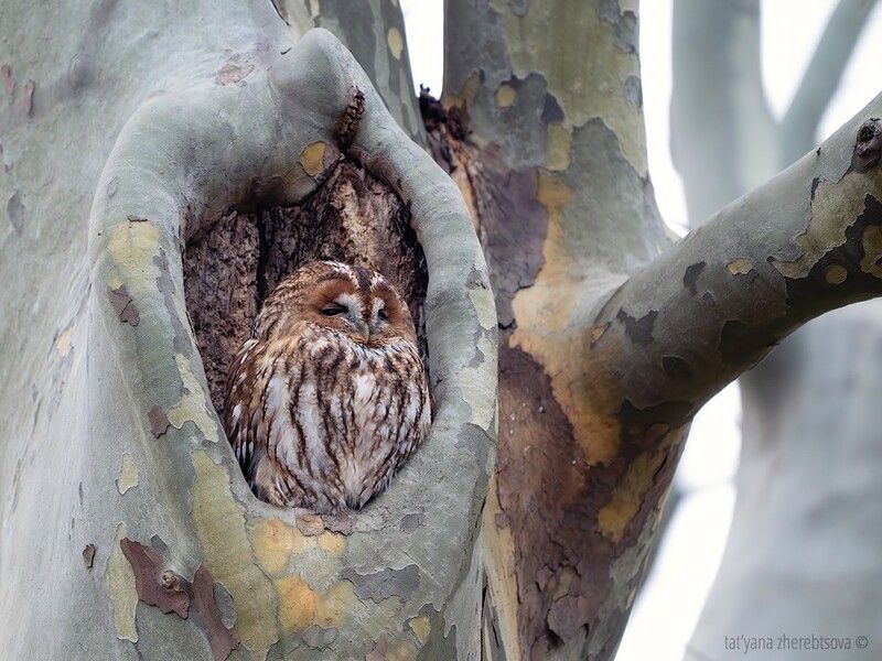 Рыжая серая неясыть.photo preview