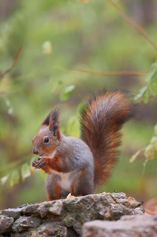 белка, scribus vulgaris,  Белкаphoto preview
