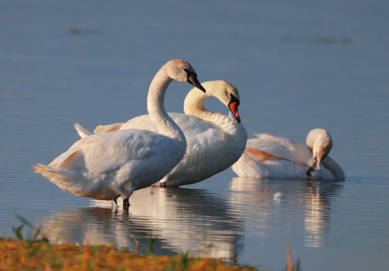 озеро аджи папас,дагестан, *** фото превью