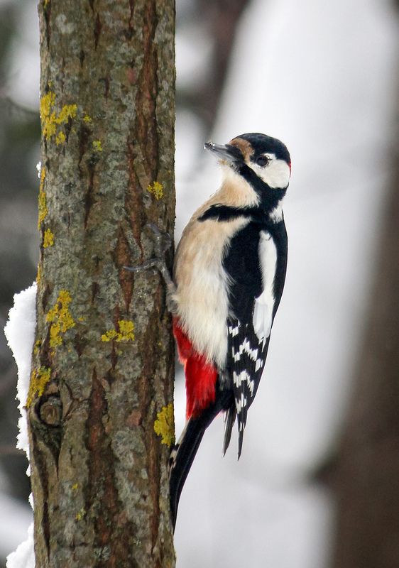 дятел, большой пёстрый дятел, пёстрый дятел, dendrocopos major Большой пестрыйphoto preview