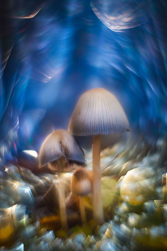 Декабрьские грибочки :-)photo preview