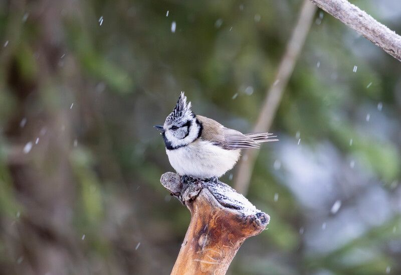 Гренадеркаphoto preview