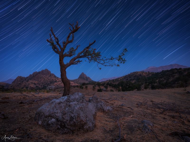 startrails The lonely tree under the starsphoto preview