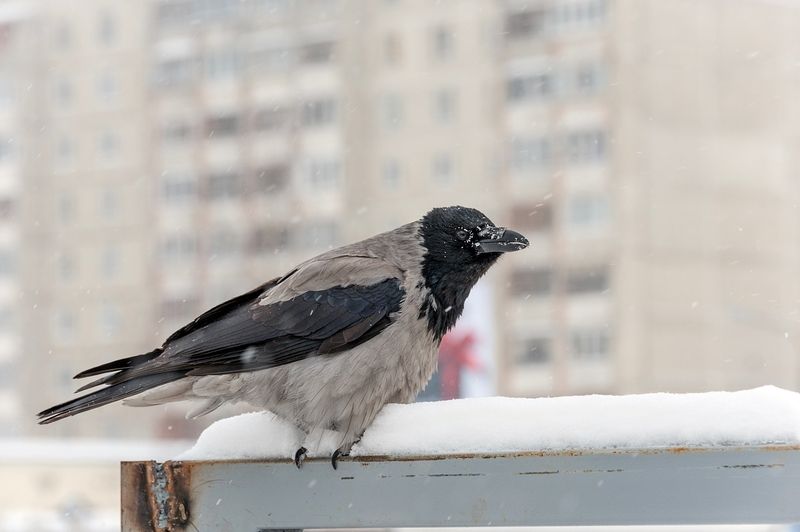 Холодно, голодноphoto preview