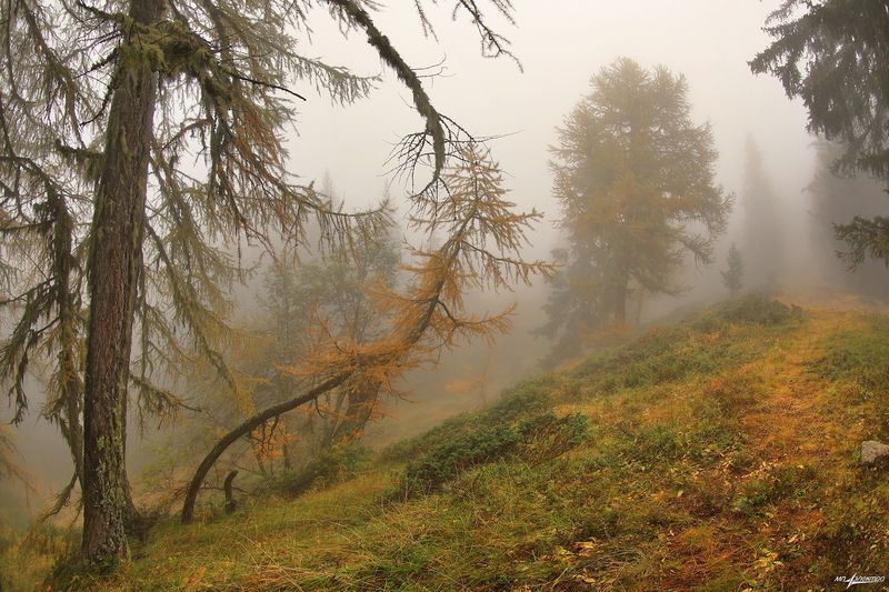 swiss Лесные истории...photo preview