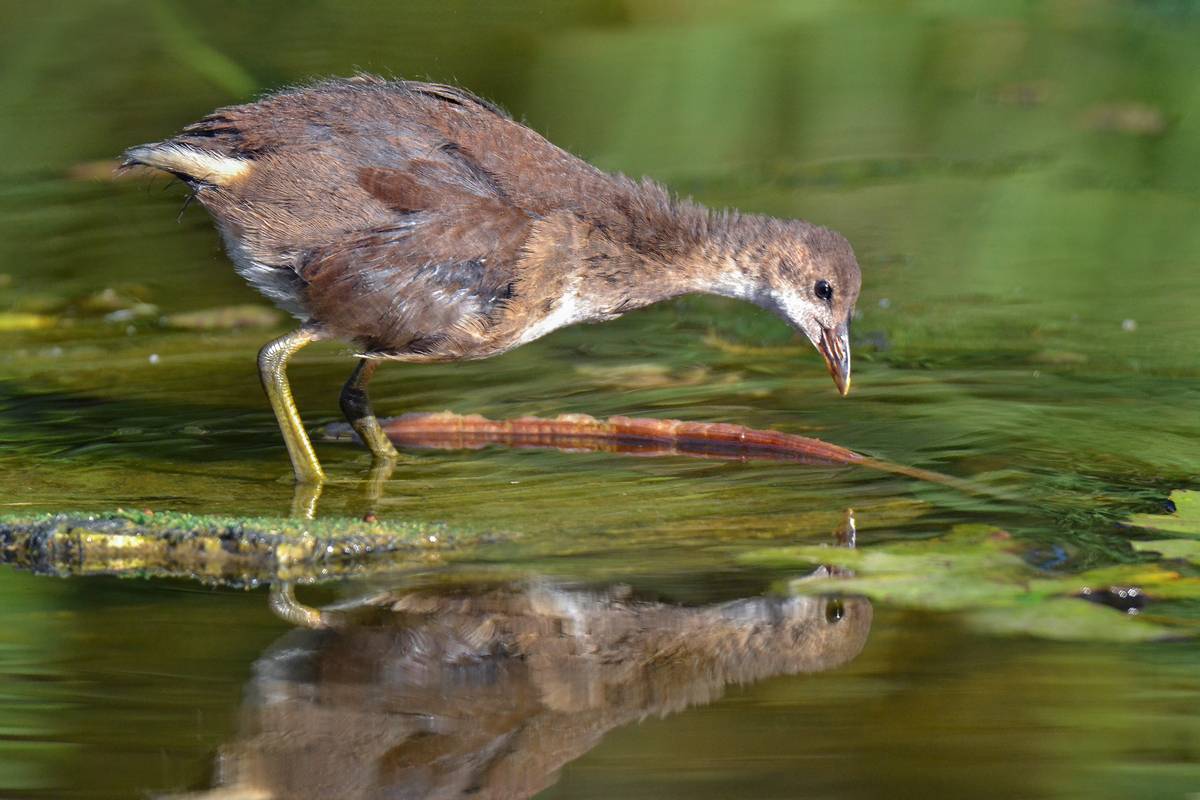 *Ты - это я?... Автор: Людмил@ , Людмил@