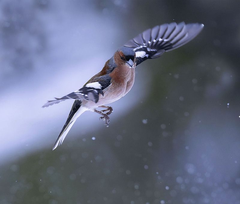 зяблик,перелётная птица,полёт, природа, bird, beautiful, flight ,nature В снежном полётеphoto preview