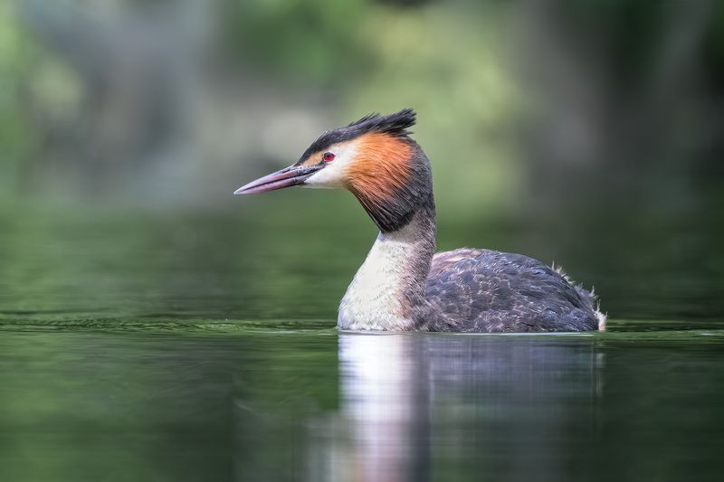 Чомга, большая поганка, портрет, птицы, водоплавающие, фотохота, birds, birdwatching, great crested grebe Чомга и зелёные воды мая  фото превью