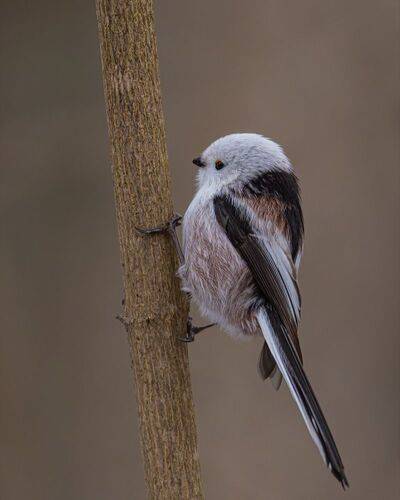 Длиннохвостая синица