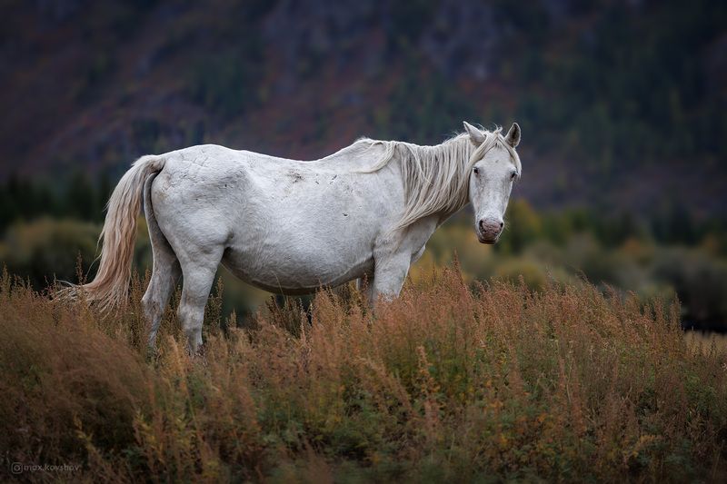 алтай photo preview