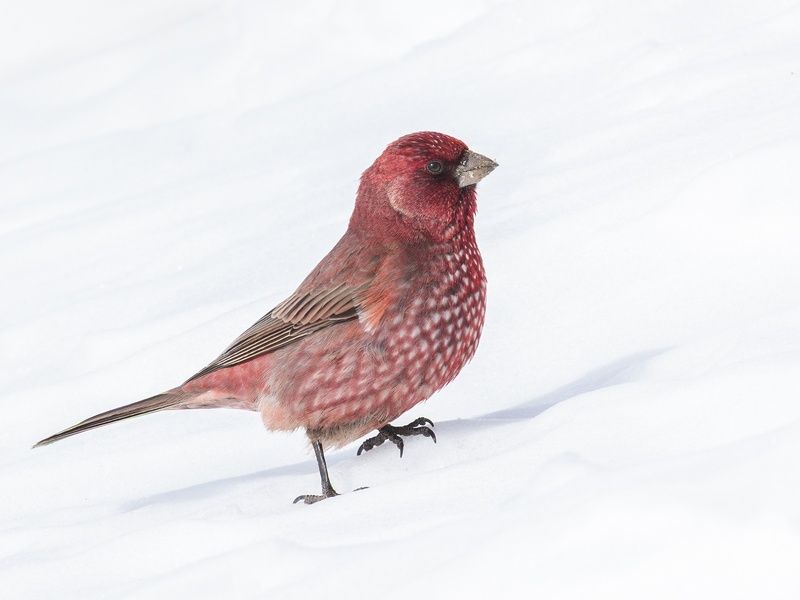 Деловая чечевицаphoto preview