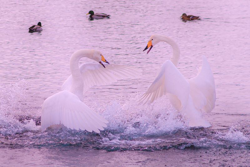 лебеди, алтай, природа, животные, зима, озеро, россия Алтайские лебедиphoto preview