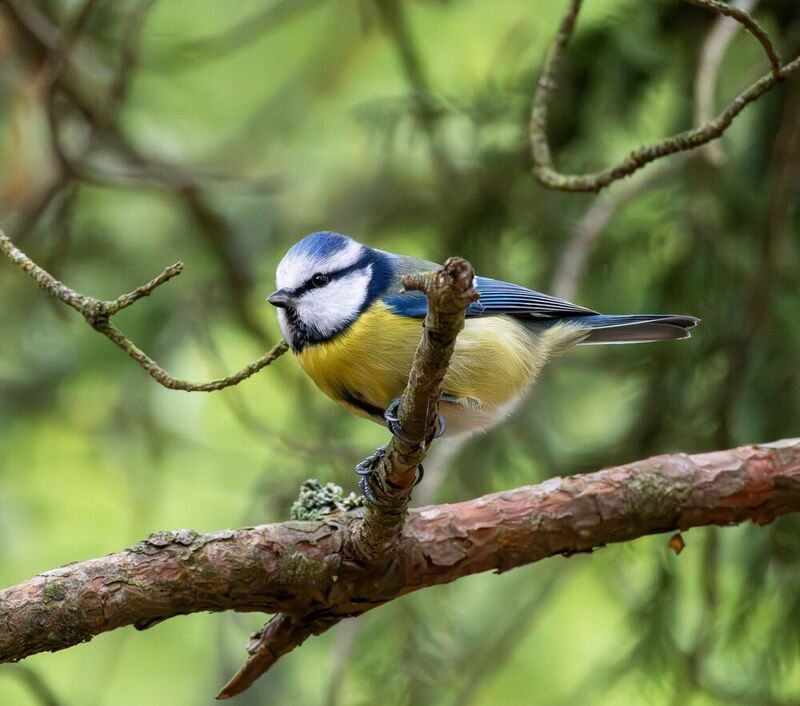 Лазоревкаphoto preview