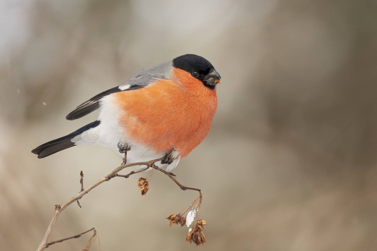 снегирь, птицы, Ruslan Pl