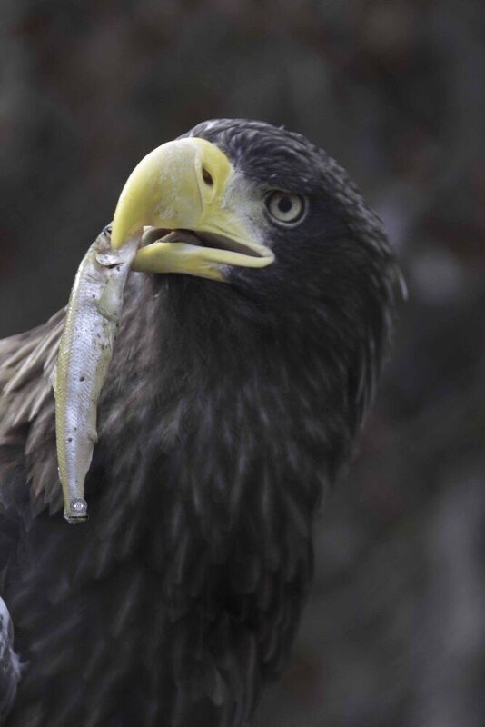 Steller\\\'s sea eagle фото превью