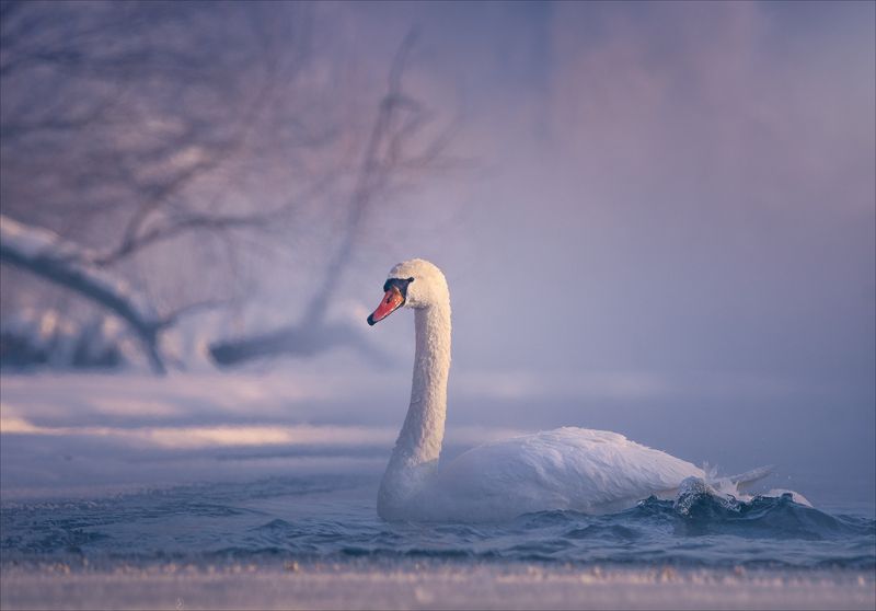 *** фото превью