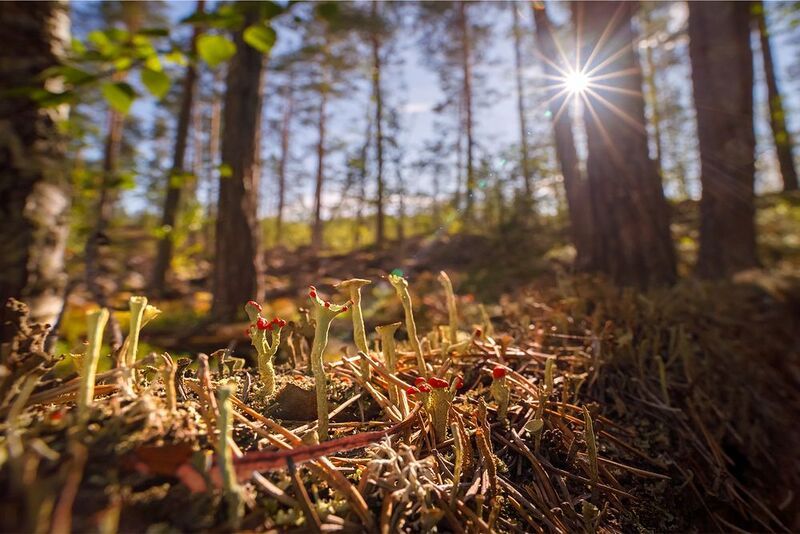 лишайник, кладония, лето, скалы, ладожские шхеры, карелия, ладога, северное приладожье, сортавала, питкяранта, русский север,северная природа, северный пейзаж, пейзажи карелии, фототуры по карелии, фототуры по ладоге, фототур на ладожские шхеры Микрокосмосphoto preview