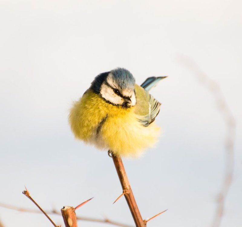 синица, мороз - 20 Cphoto preview