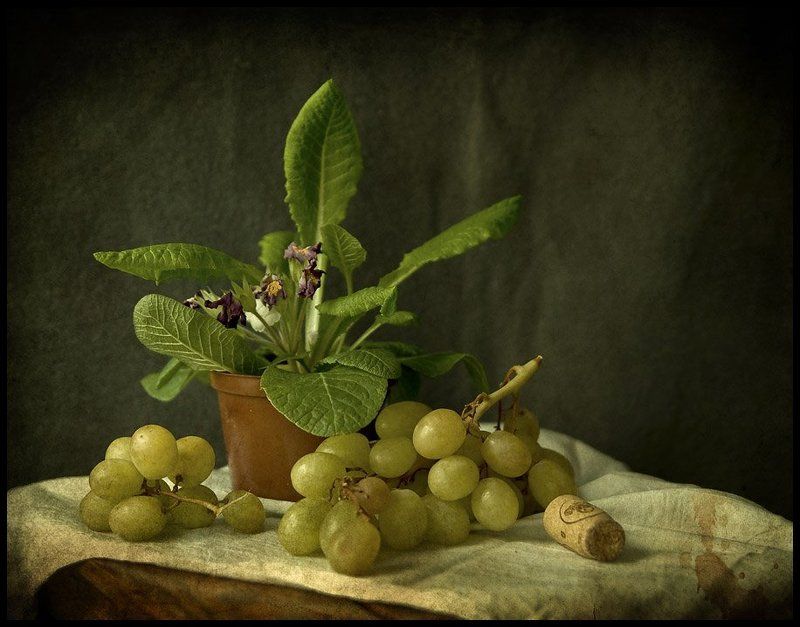 Primrose...photo preview