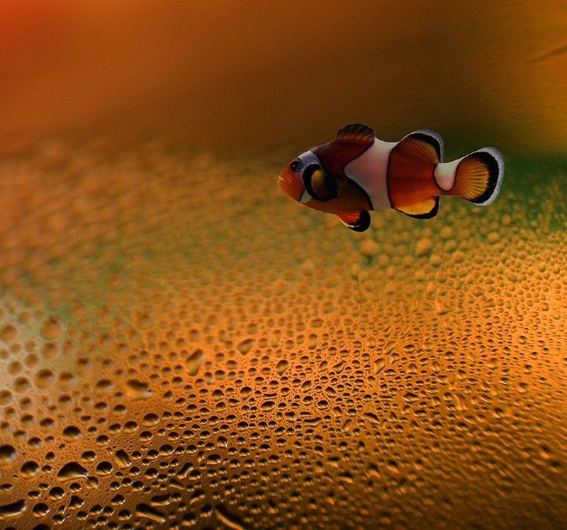 макро,капельки,клоун,рыба photo preview