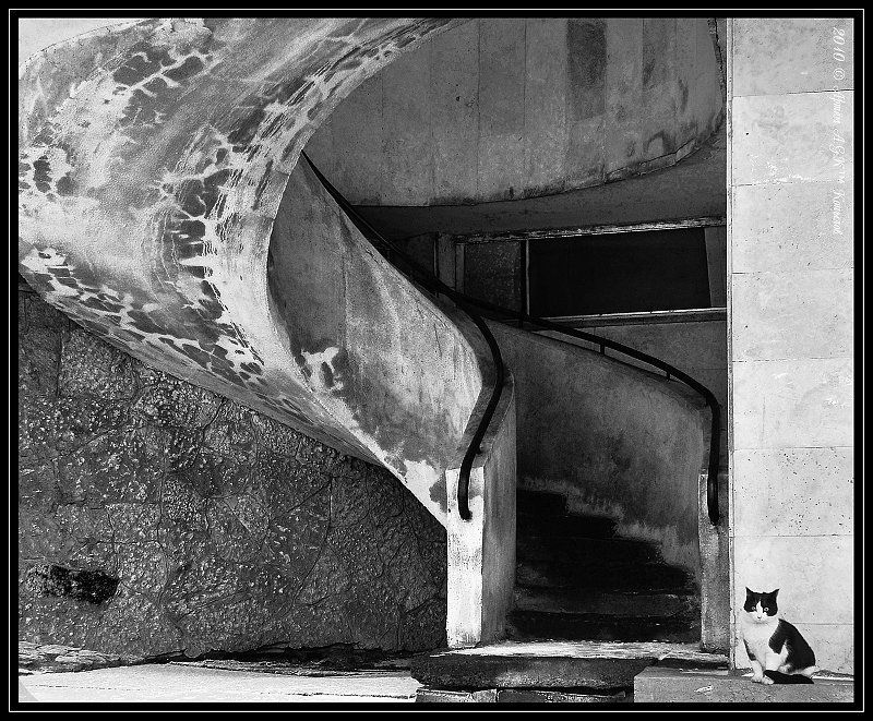 выборг, кот, лестница, швейцар Швейцарphoto preview