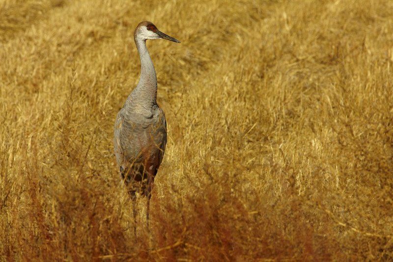 Канадский журавльphoto preview
