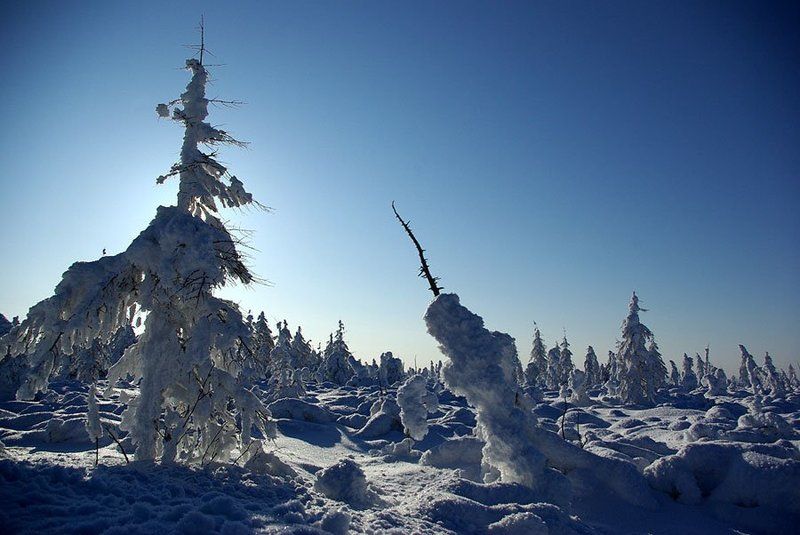 тайга,зима Март Приполярьяphoto preview