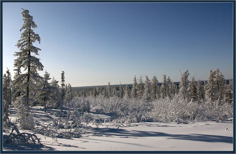 тайга,зима Солнечный мартphoto preview