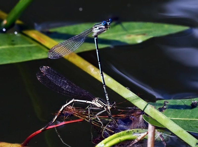 Акробатикаphoto preview