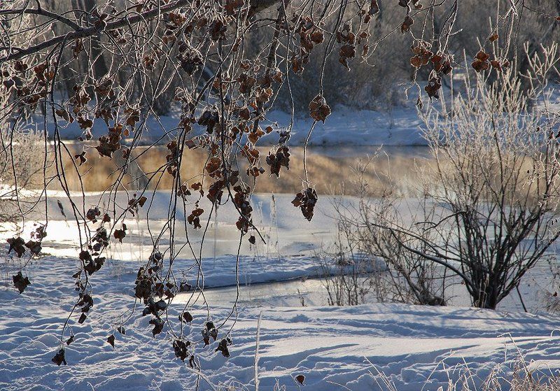 иней,мороз,зима Зимние нарядыphoto preview
