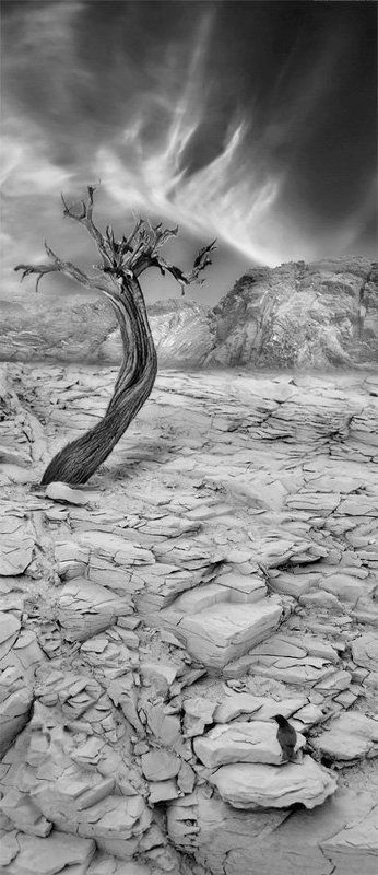 пустыня, пейзаж, дерево, жара The Desertphoto preview