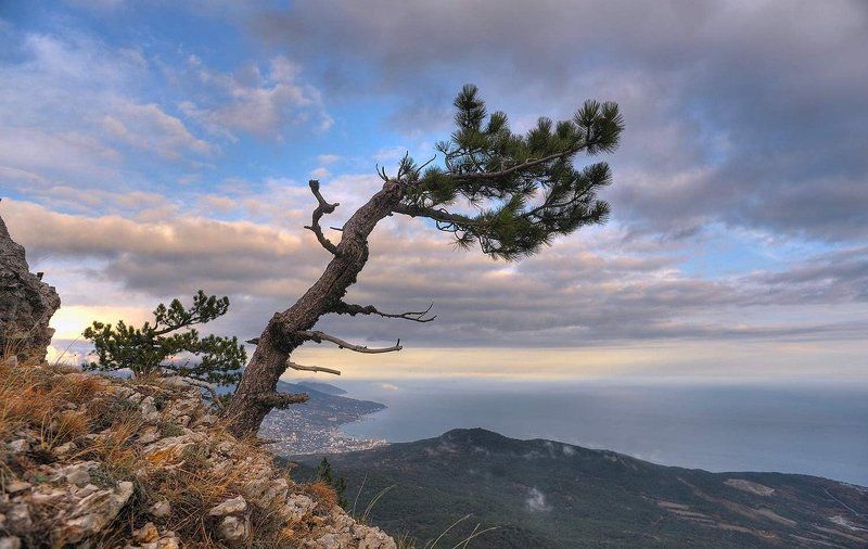 крым, дерево, сосна, облака над облакамиphoto preview