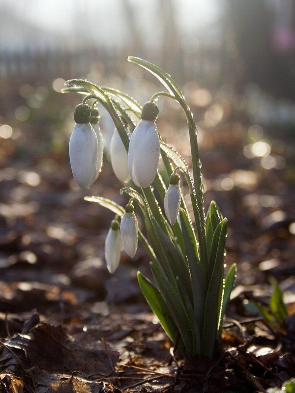 весна, утро, подснежник Веснаphoto preview